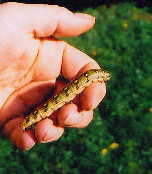 Bedstraw hornworm